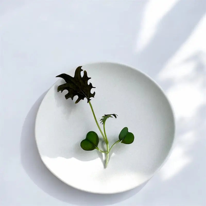 Micropousses de Micropousses de Chou Kale KX-1 — Casa Verde Microfarm