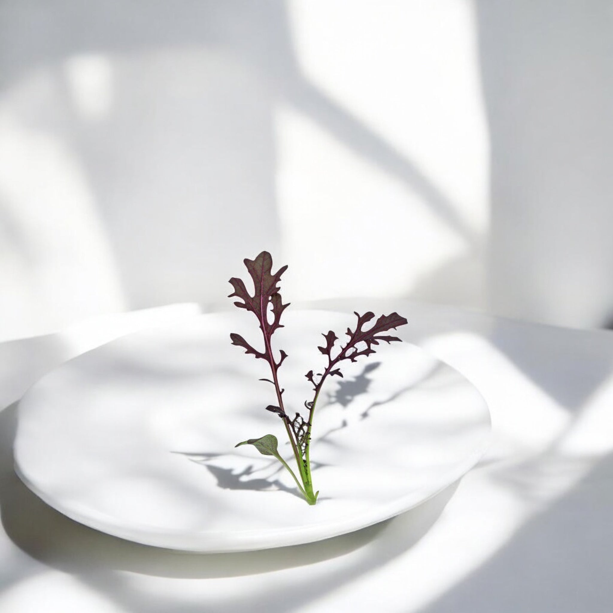 Micropousses de Moutarde Ruby Streaks — Casa Verde Microfarm