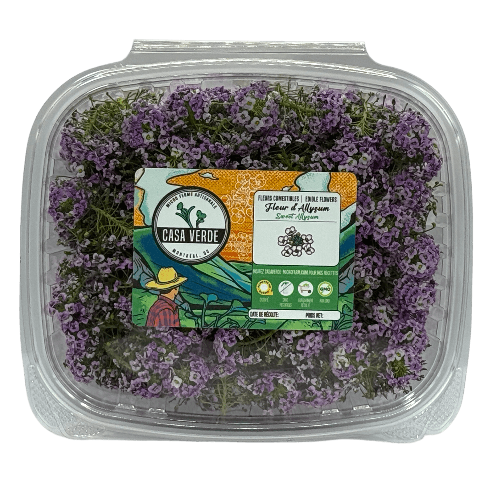 Micropousses de Fleurs comestibles d'alyssum odorant — Casa Verde Microfarm
