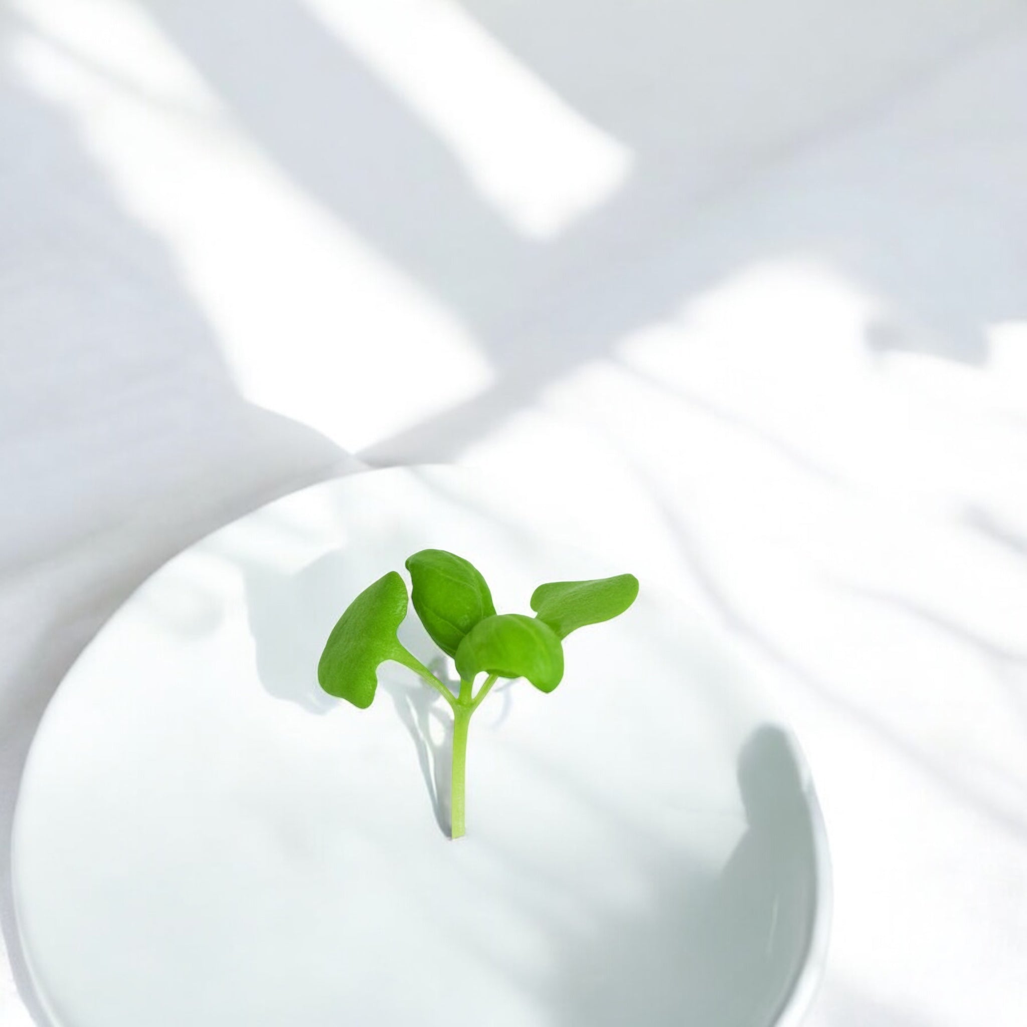 Micropousses de Basilic Génois — Casa Verde Microfarm