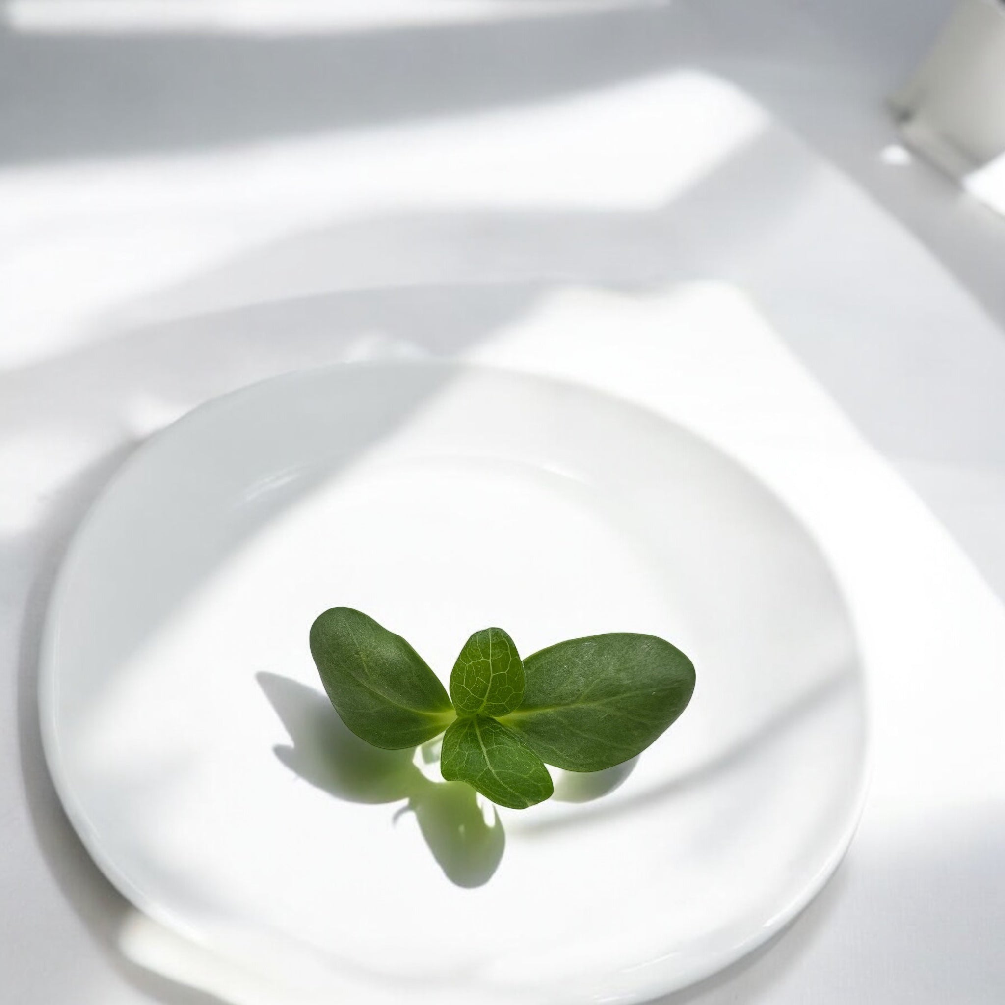 Micropousses de Melon cantaloup — Casa Verde Microfarm