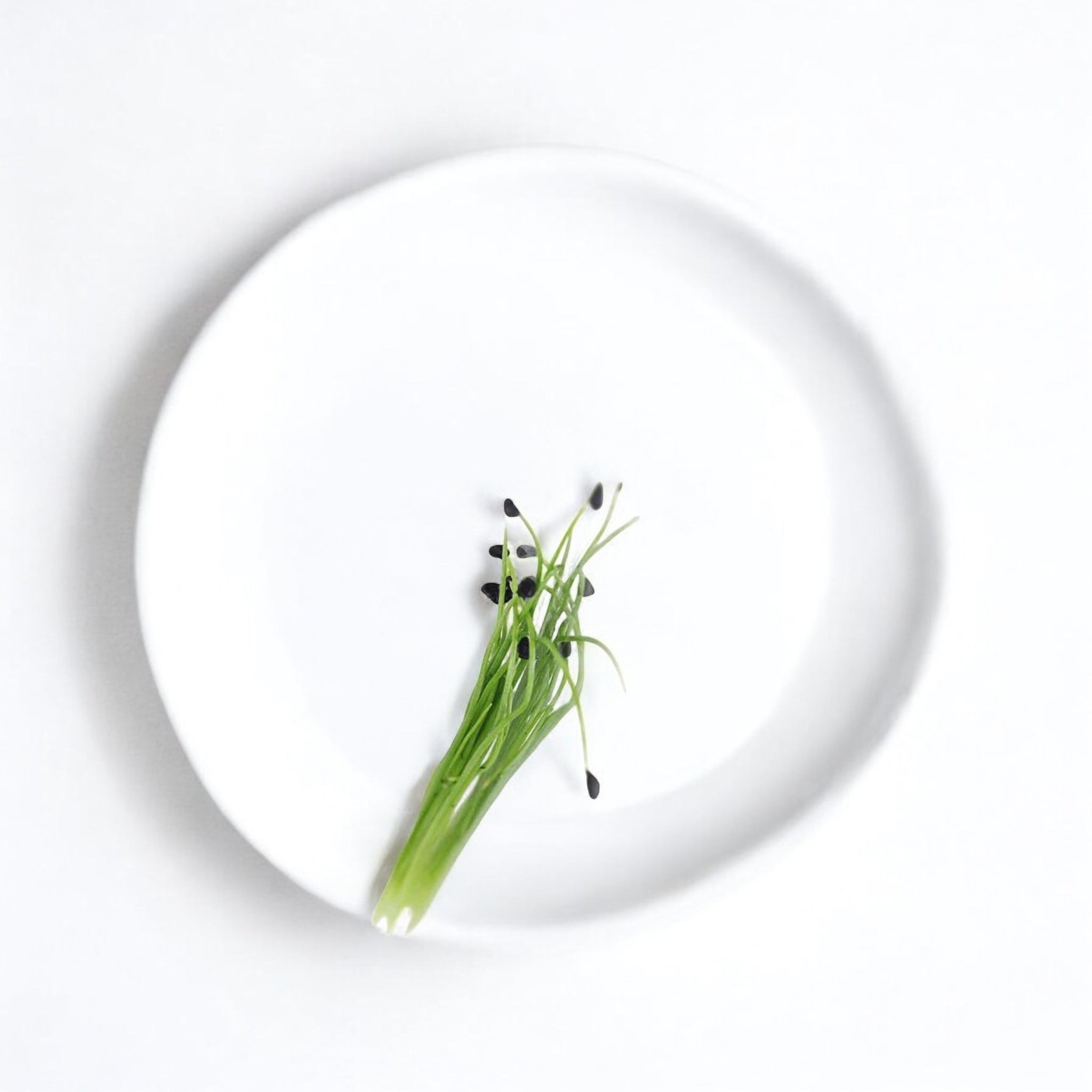 Micropousses de Ciboulette à l'ail — Casa Verde Microfarm