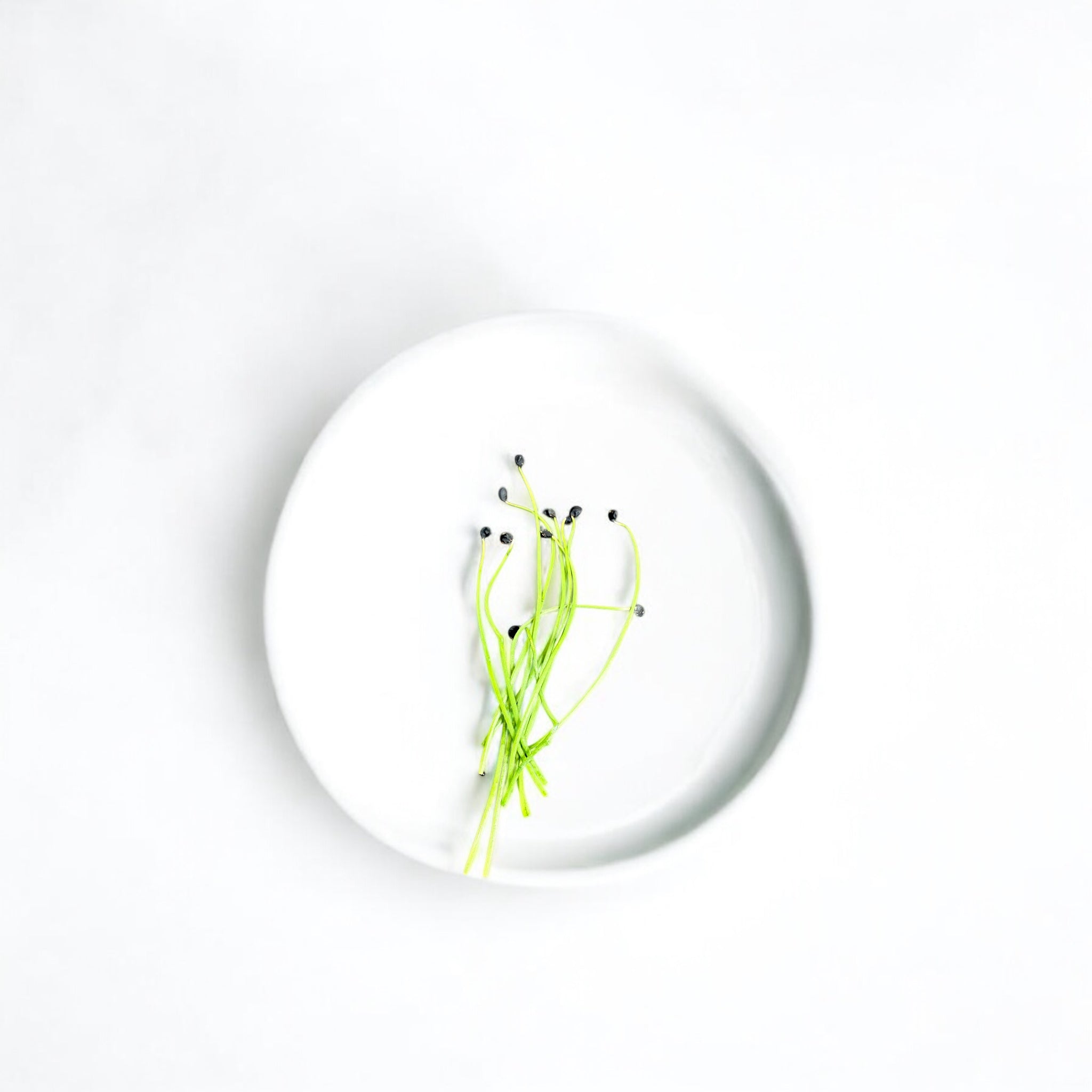 Micropousses de Oignon — Casa Verde Microfarm