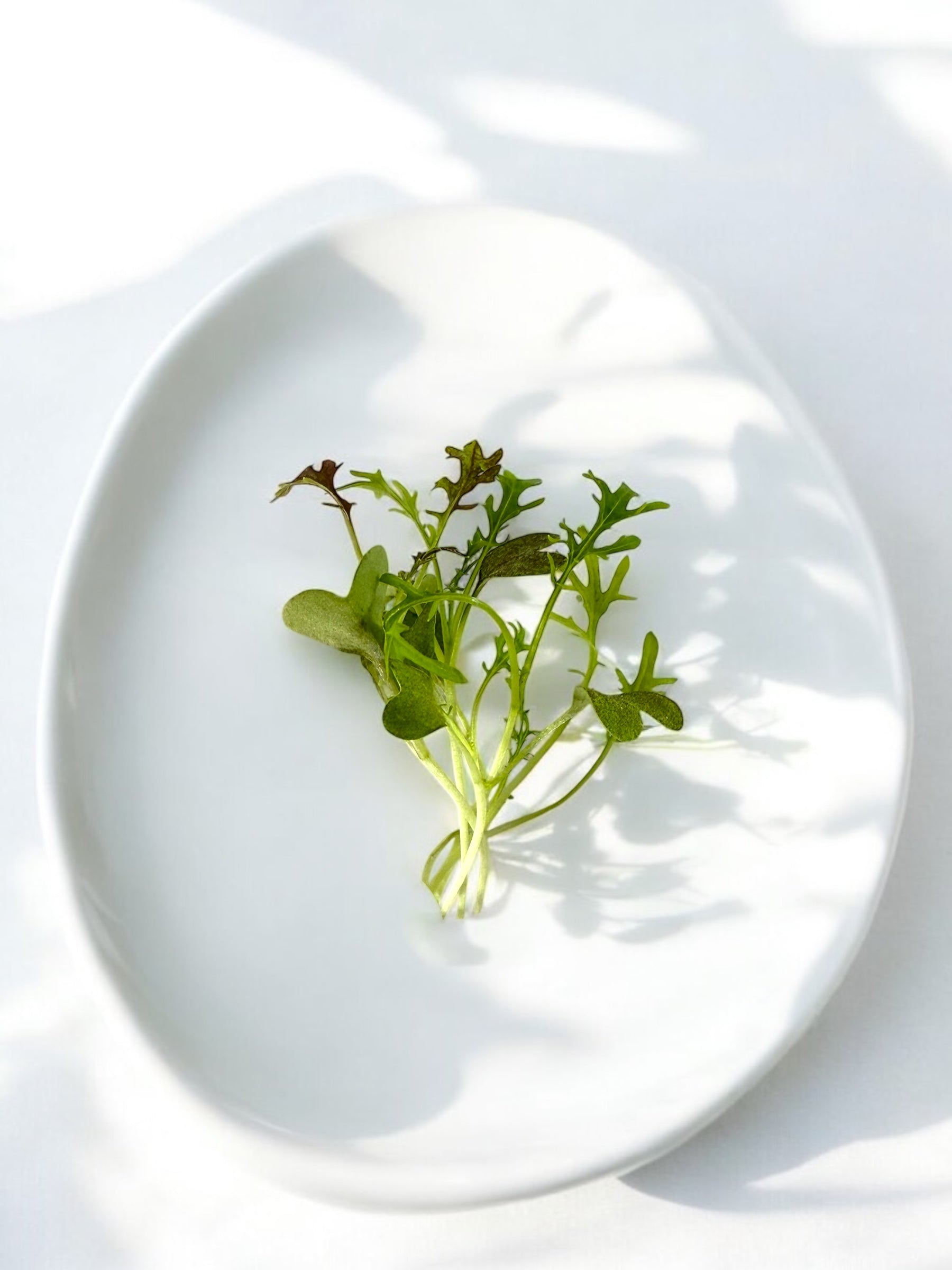 Micropousses de Mizuna Rouge — Casa Verde Microfarm