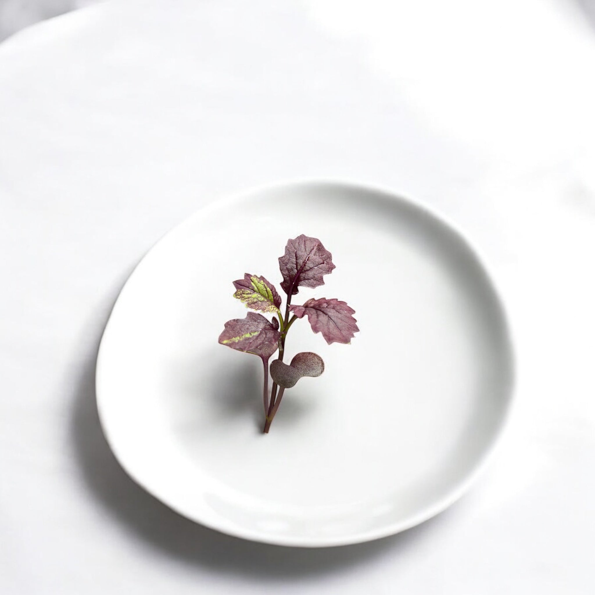 Micropousses de Moutarde rouge Miz America — Casa Verde Microfarm