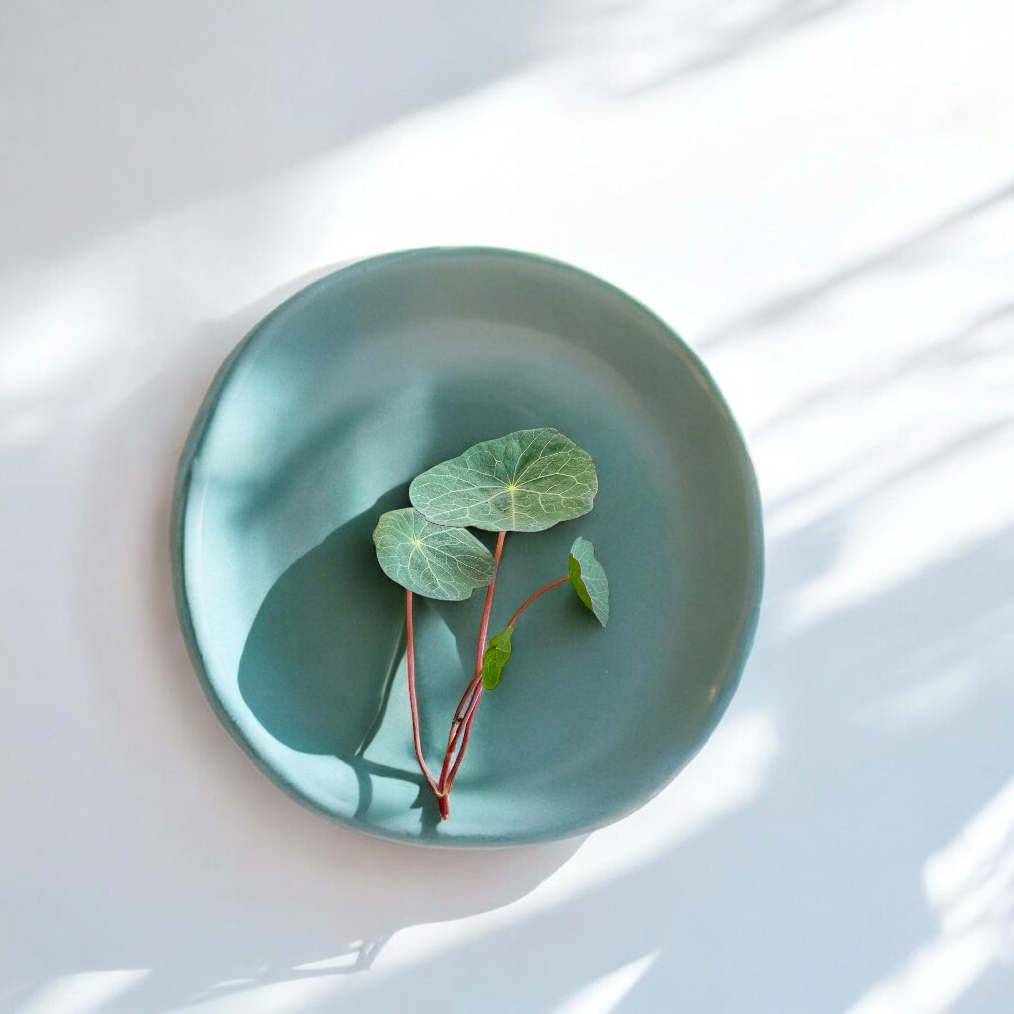 Micropousses de Capucine rouge — Casa Verde Microfarm