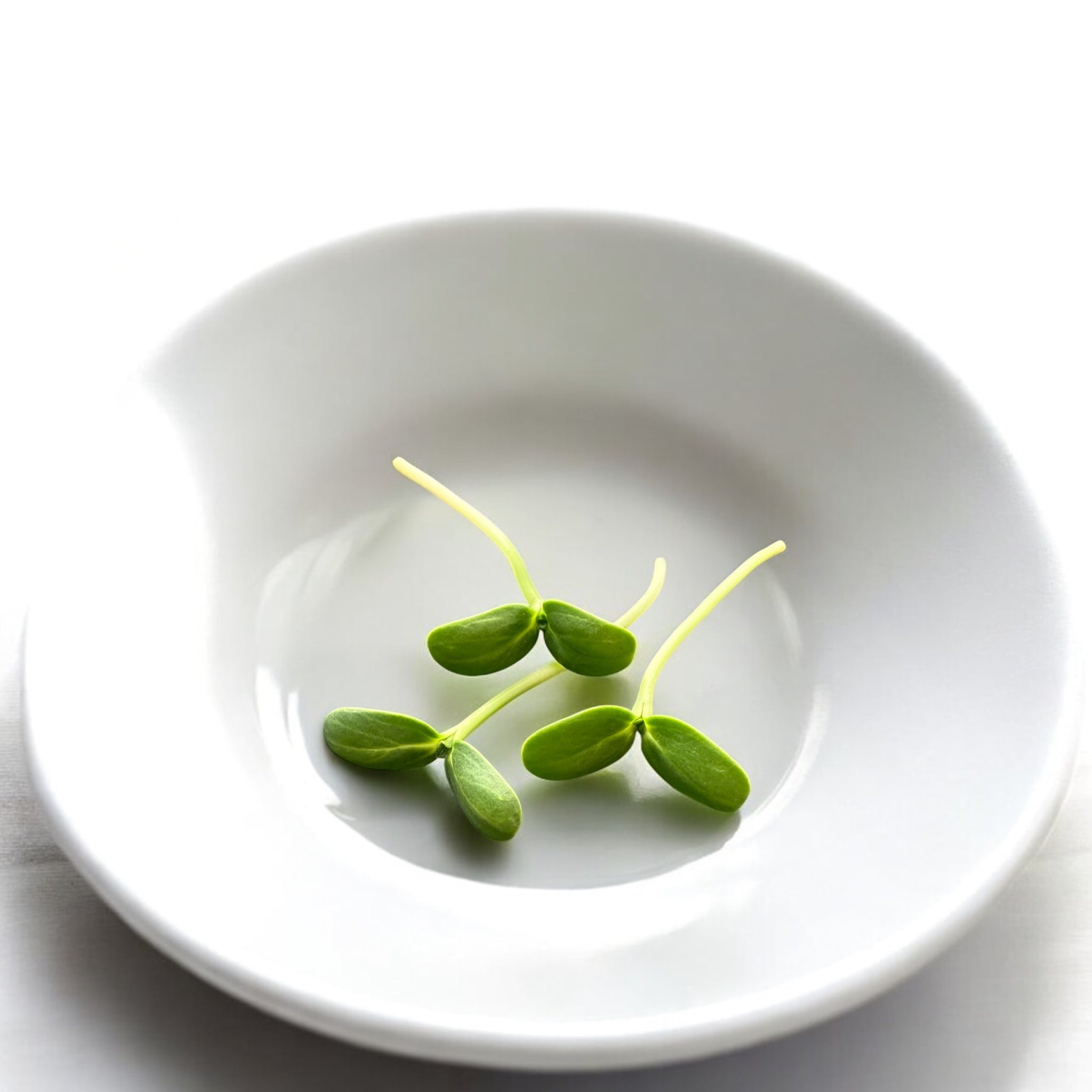 Micropousses de Tournesol — Casa Verde Microfarm