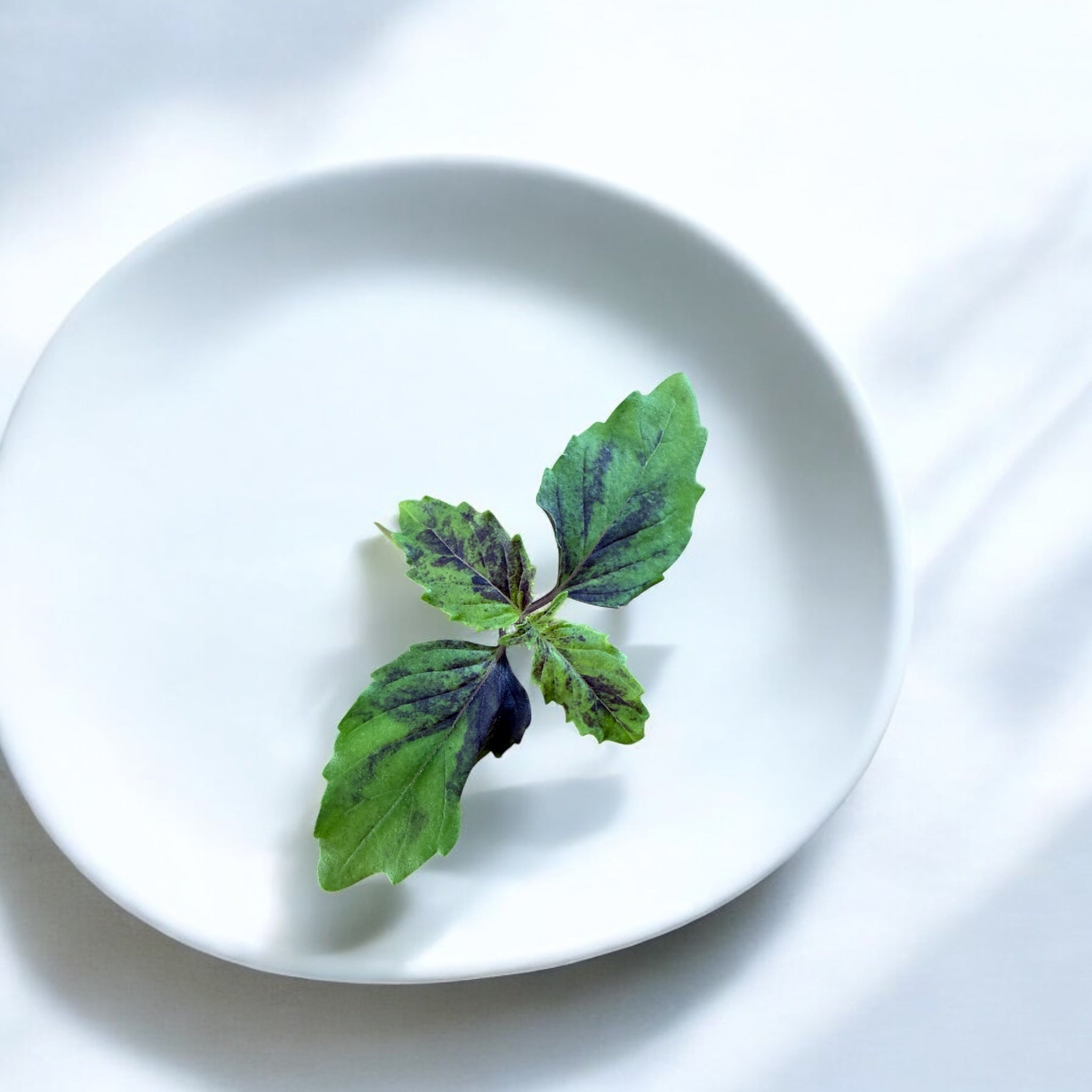 Micropousses de basilic thaï — Casa Verde Microfarm