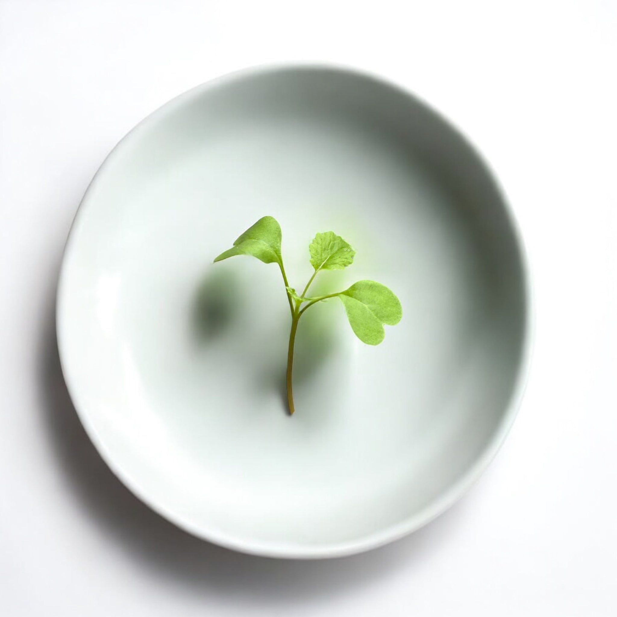 Arugula microgreens with fresh bright green glossy leaves and crisp delicate stems from Casa Verde Chef Shop