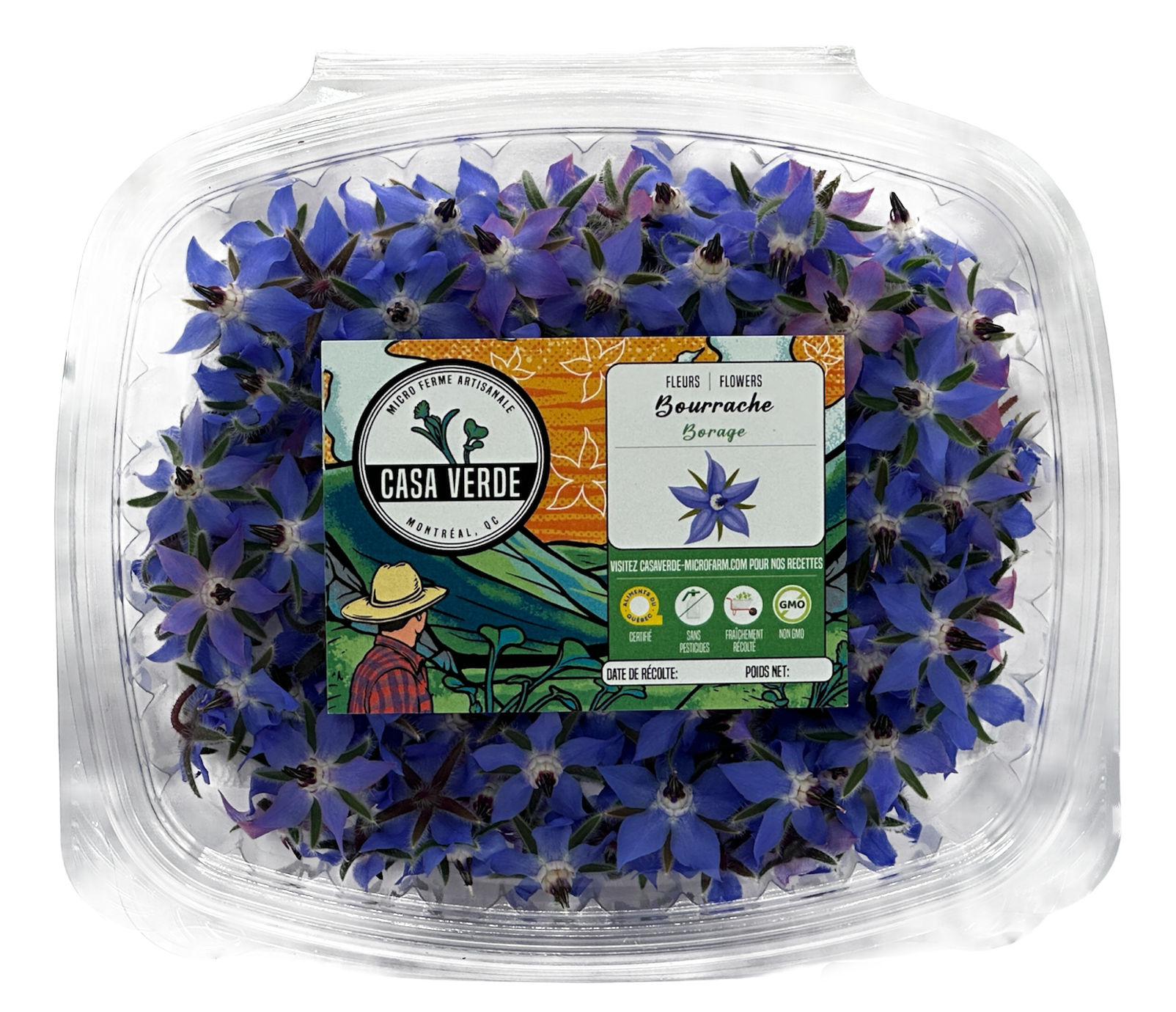 Micropousses de Fleurs comestibles de bourrache — Casa Verde Microfarm