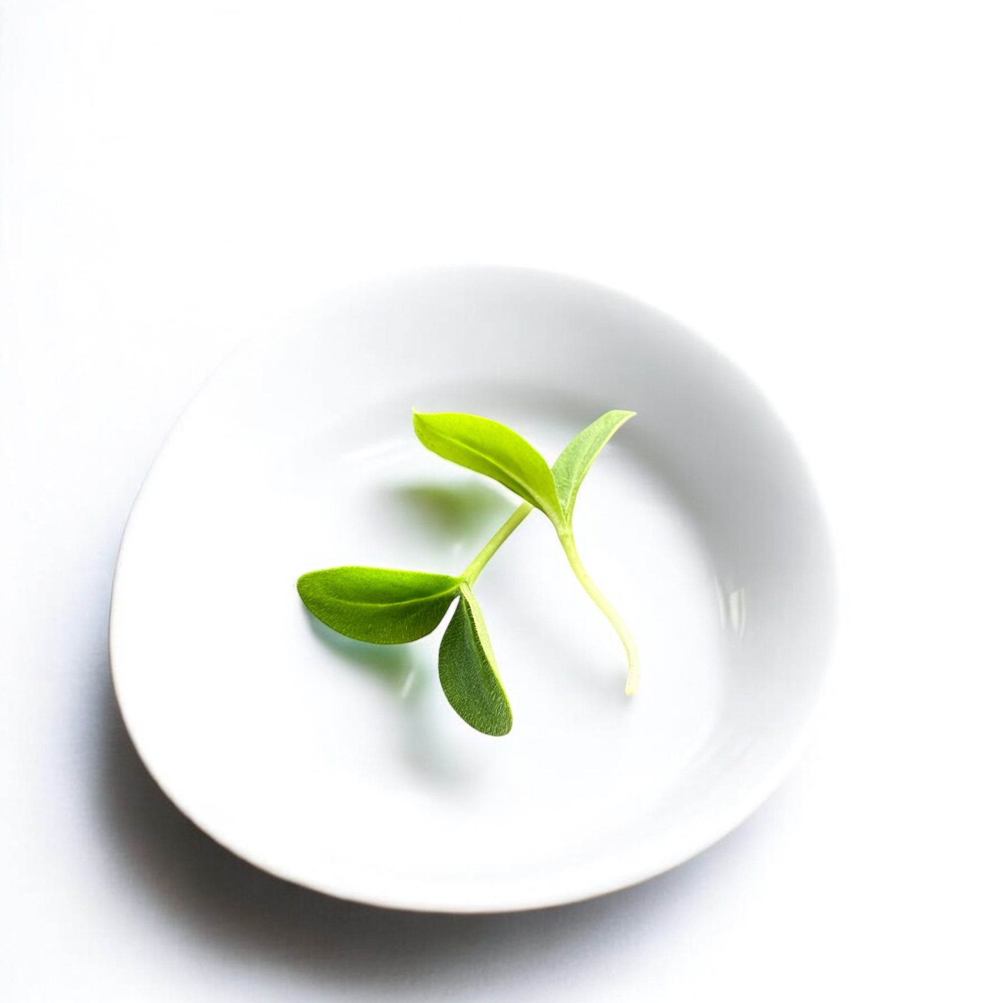 Micropousses de Bourrache — Casa Verde Microfarm