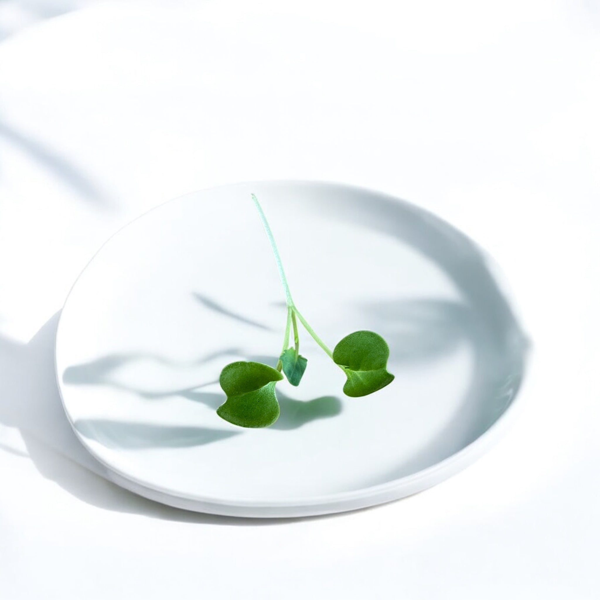 Micropousses de Brocoli — Casa Verde Microfarm