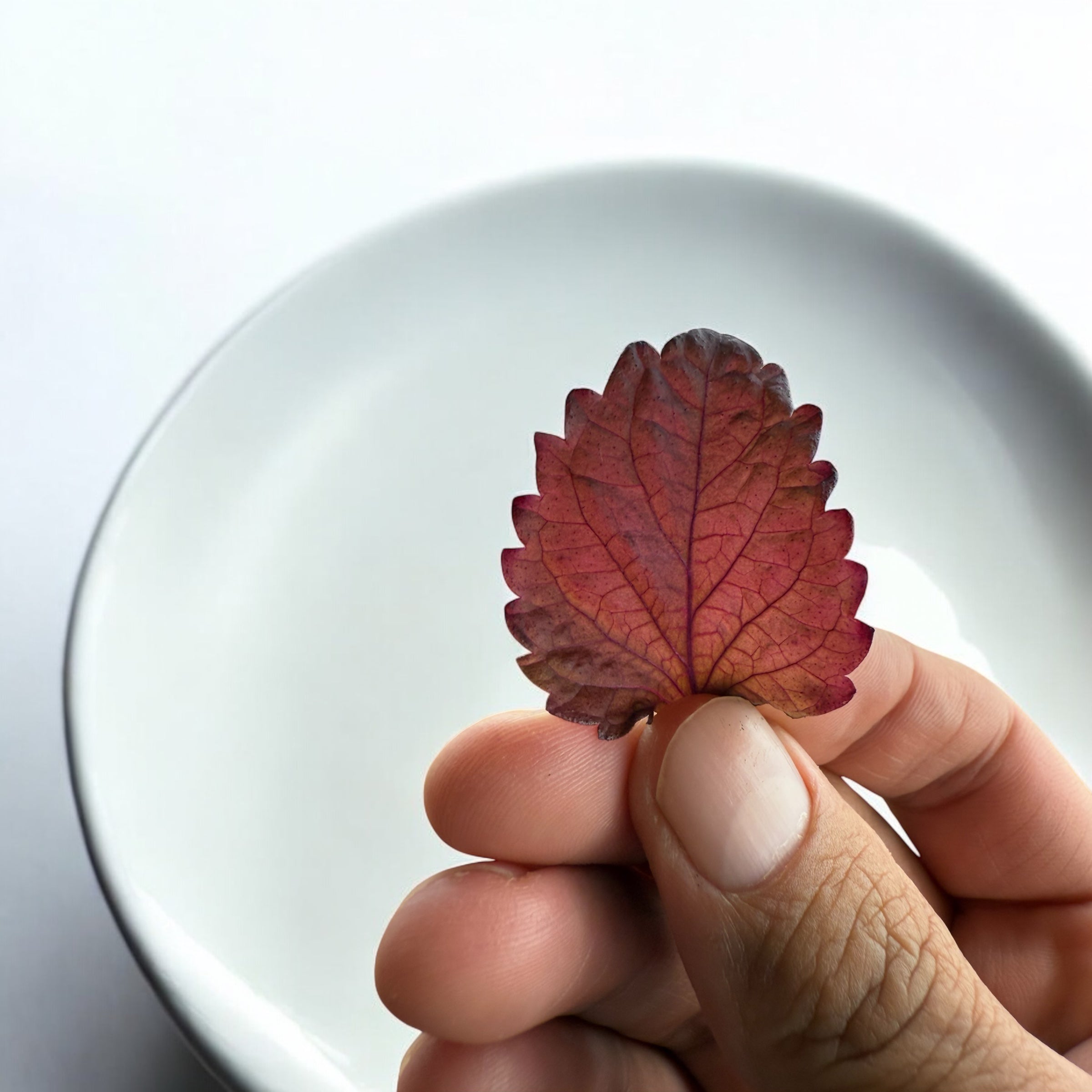 Red shiso micropousses — variété unique